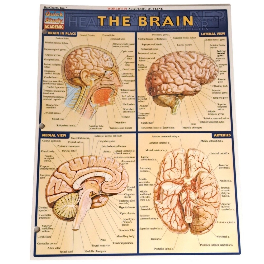 Laminated Brain Quick Study Academic Bar Charts Inc Vincent Perez 2001 Vintage
