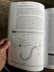Culturally Responsive Teaching and the Brain : Promoting Authentic Engagement…