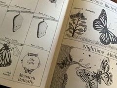 Young Scientists Explore INSECTS Primary Level Book 2 GOOD APPLE ACTIVITY Resour