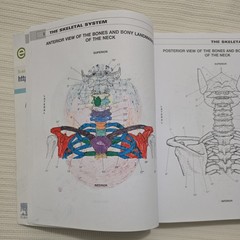 Musculoskeletal Anatomy Coloring Book