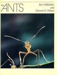 The Ants by